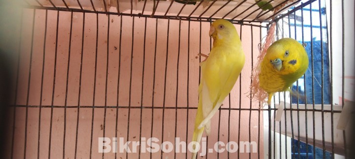 Bajrika Bird